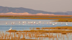 Flamingos wading in the shallow water of a coastal lagoon in Messinia at sunset